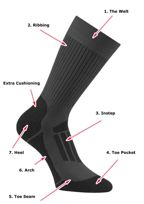 Horse Riding Sock Anatomy