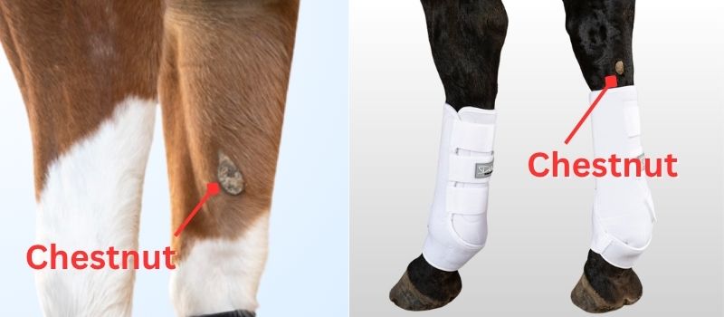 Chestnuts on a horse’s legs: labeled examples on the inside of the foreleg and below the hock on the hind leg. Note: not all horses have all four.