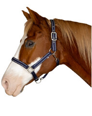 Deluxe Padded Halter - with Reflectors