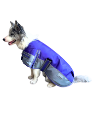 Do Dogs Really Need Coats in Winter? main image