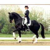 Dress for Success - Dressage Dress Code main image