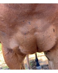 Avoiding Horse Rug Rub Marks: Complete Fit & Prevention Guide main image